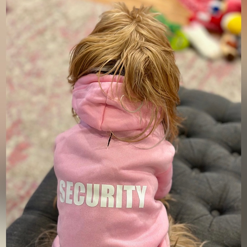 Meet your posher & Guinevere Yorkie! - Picture 8 of 16